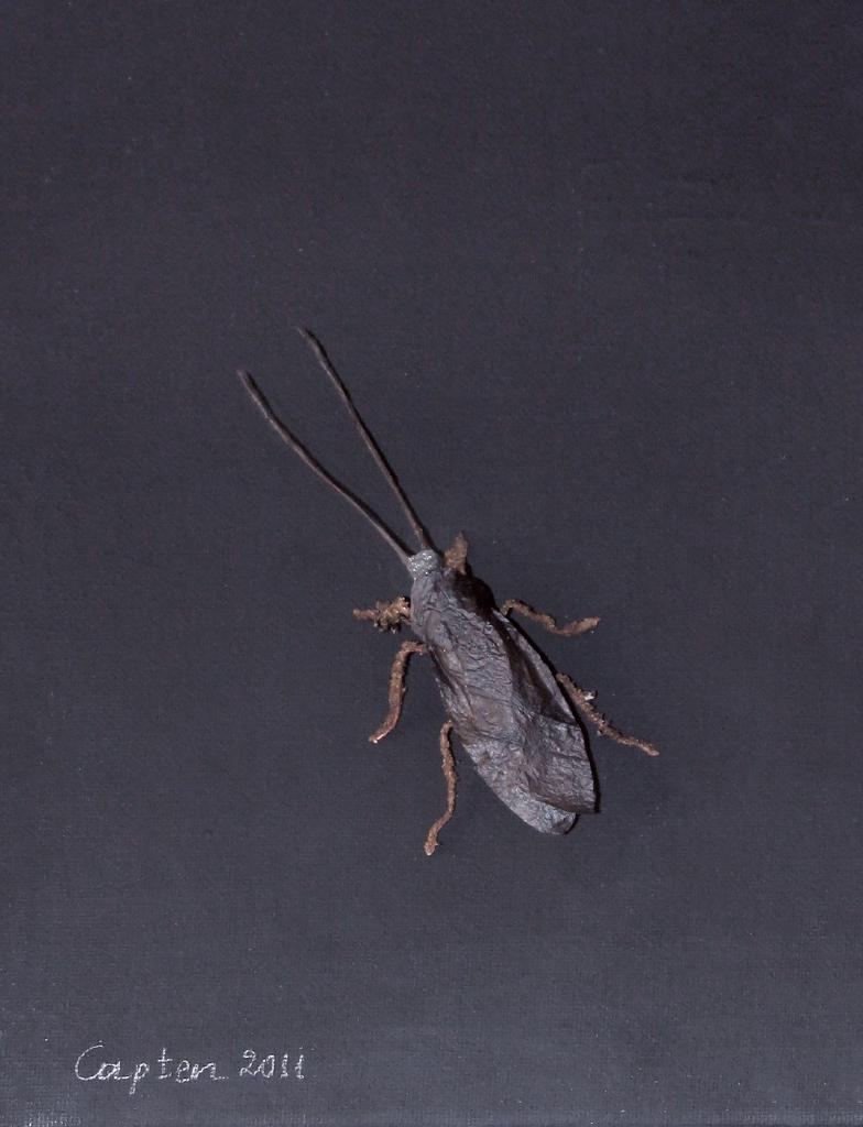 Κατσαρίδα, 2011, επιτοίχια κατασκευή, 23x18 εκ.