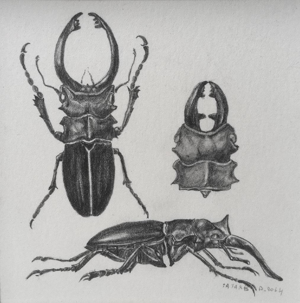 Σκαθάρι, 2014, σχέδιο, 10Χ10 εκ.